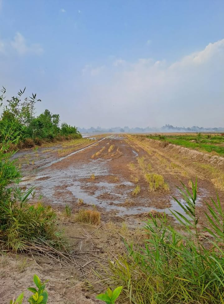 Đất vườn Xã Long Thắng, Lai Vung 5200m² - Đầu tư dài hạn!