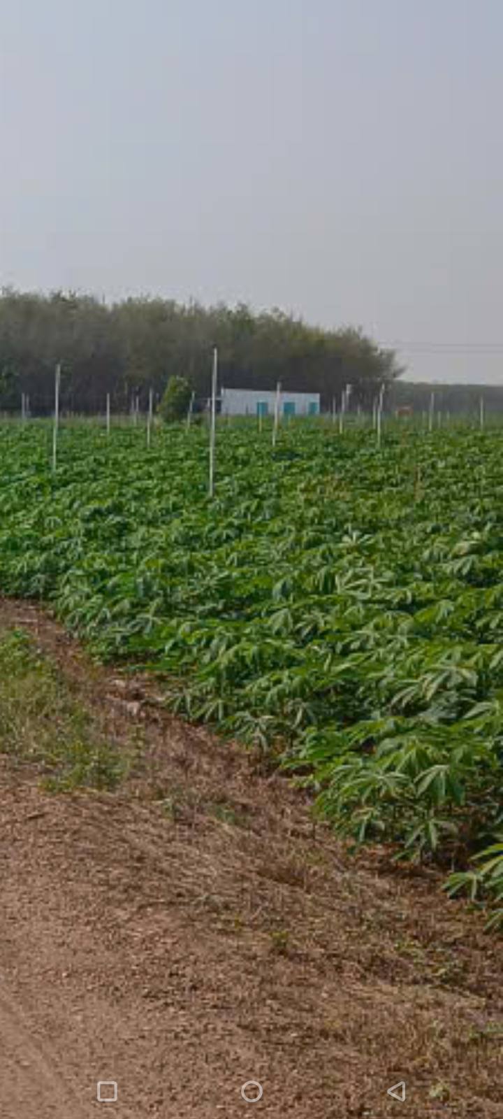 Đất nền Tân Hội Tây Ninh 2160m² - Sổ đỏ chính chủ, tiềm năng sinh lời!