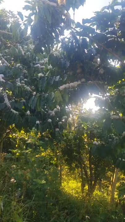 Đất Vườn Di Linh Lâm Đồng 5600m² 1.75 Tỷ - Đầu Tư Sinh Lời Ngay!