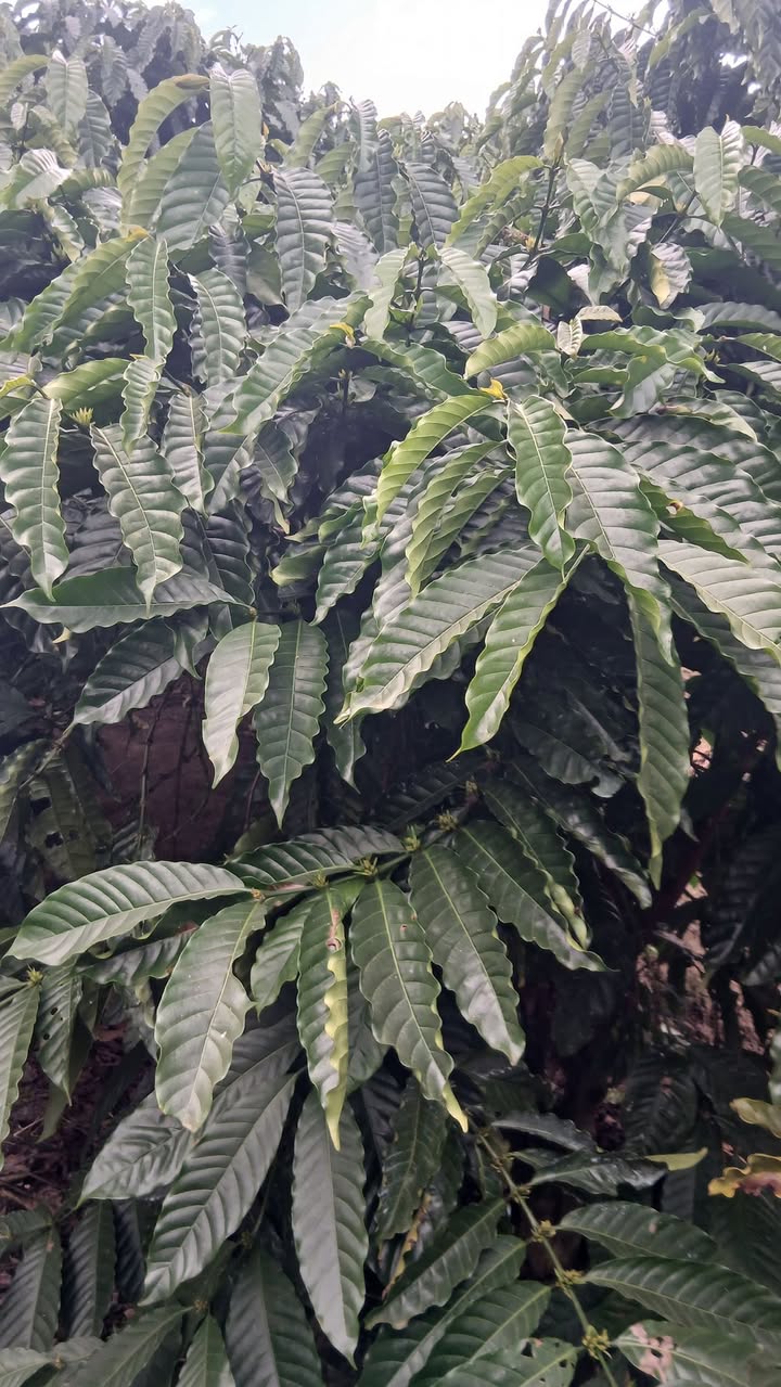 Đất nền Hòa Trung Di Linh 650 triệu - Sổ đỏ chính chủ!