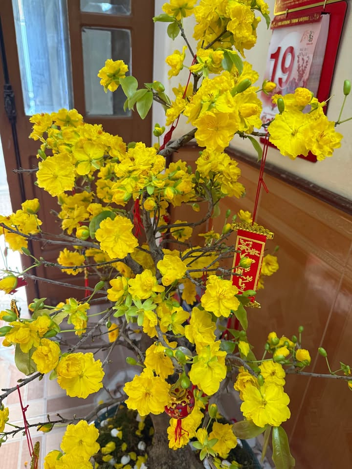 Đất nền Ninh Nhất 74m² giá 3.x tỷ - Vị trí đắc địa ngay trường Chuyên