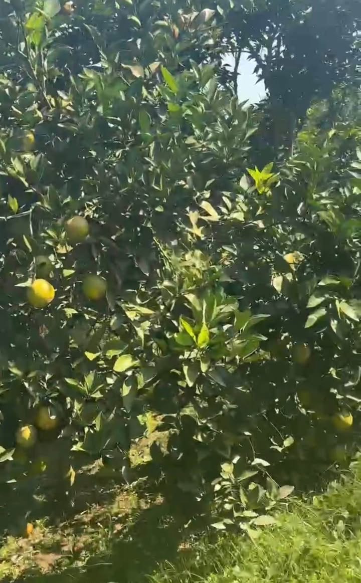 Đất Vườn 1632m² Bắc Ninh - Sổ Đỏ Rõ Ràng, Giá Đầu Tư