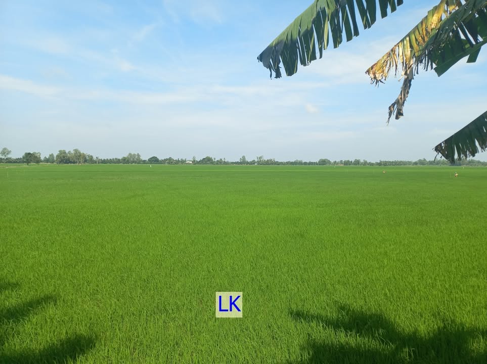 Bán Đất Lúa Tháp Mười 32.000m² - Mặt Tiền Kênh Lớn, Giá Đầu Tư 4.6 Tỷ