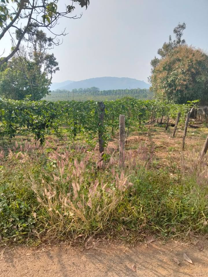 Đất thổ cư 360m² mặt tiền đường nhựa Ia Grai - Giá F0 399 triệu