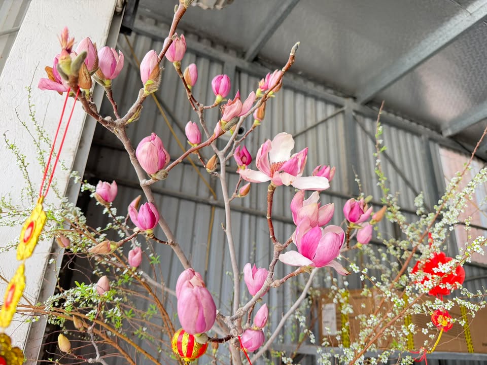 Đất nền Thị trấn Phú Thái 69.5m² - Đường to ô tô, Chỉ từ 900 triệu