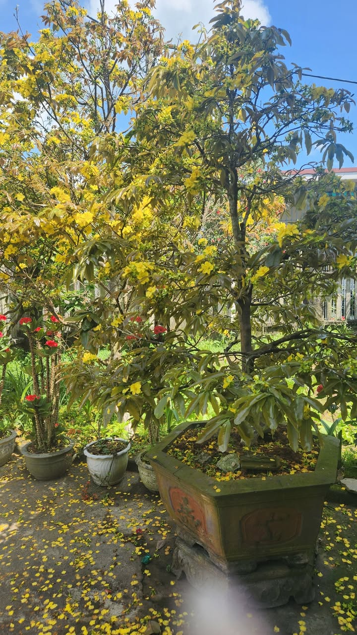 Đất nền 400m² Triệu Quốc Đạt, Cẩm Lệ từ 2.7 tỷ - Sổ đỏ chính chủ!