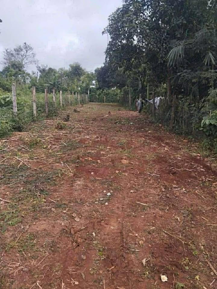 Đất nền Buôn Đôn 300m² giá 500 triệu - Tiềm năng tăng giá!