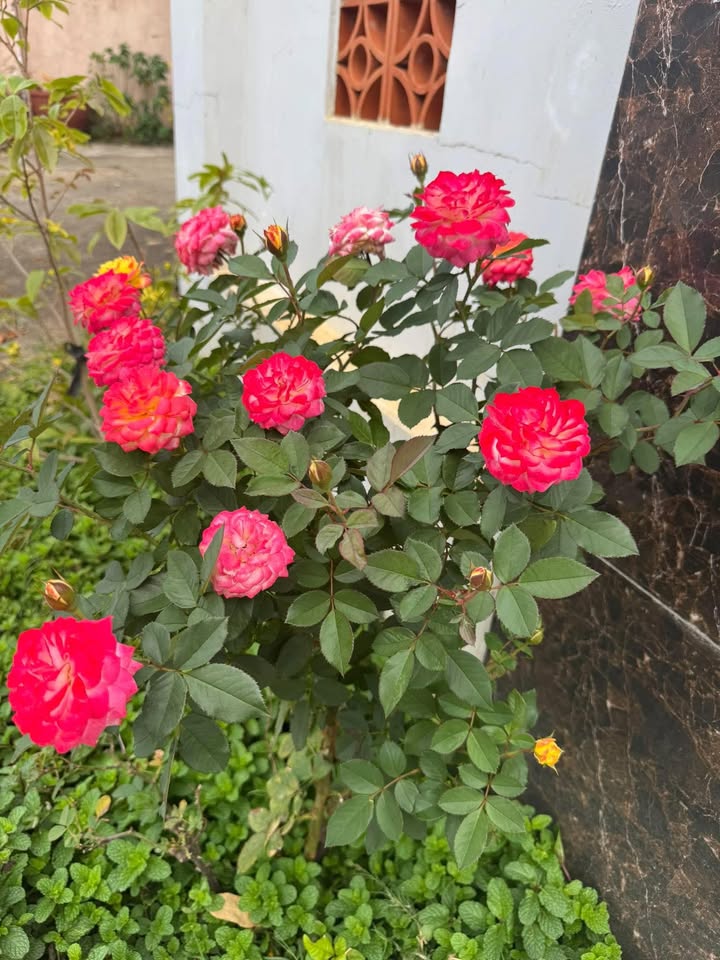 Đất nền Thôn 5, Quảng Điền 200m² giá 300 triệu - Sổ đỏ chính chủ