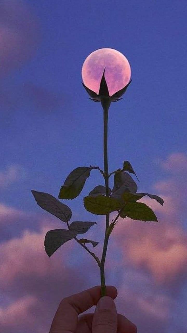 Đất vườn Long Hưng Đồng Tháp 3000m² giá 2.6 tỷ - Nghỉ dưỡng lý tưởng!