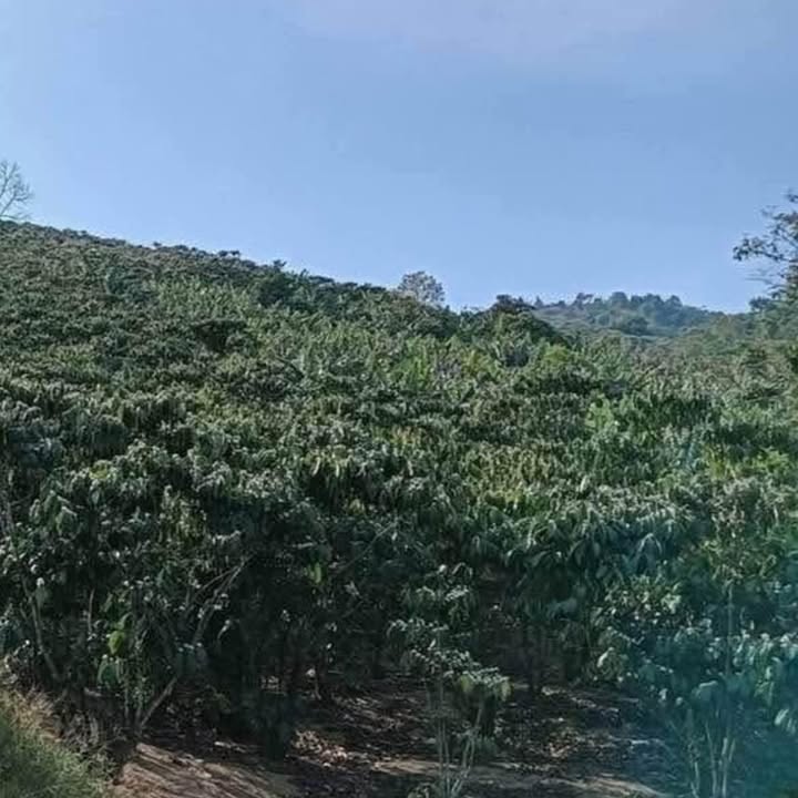 Đất vườn Lộc Đức Bảo Lâm 11.000m² giá 3.3 tỷ - Nghỉ dưỡng lý tưởng!