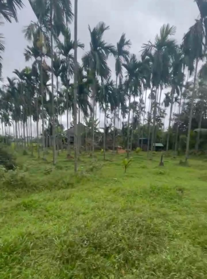 Đất vườn Tư Nghĩa 500m² giá 5xx triệu - Nghỉ dưỡng lý tưởng!