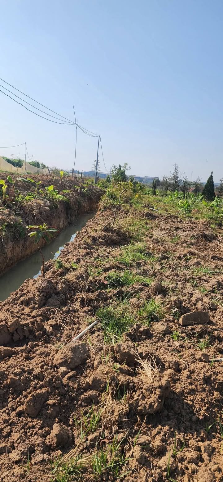 Cho thuê 5 sào đất làm nông nghiệp tại Đức Trọng, Lâm Đồng - Giá tốt 35 triệu/5 năm