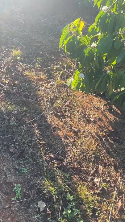 Đất nền Gia Lai 8000m² giá 1.25 tỷ - Tiềm năng tăng giá