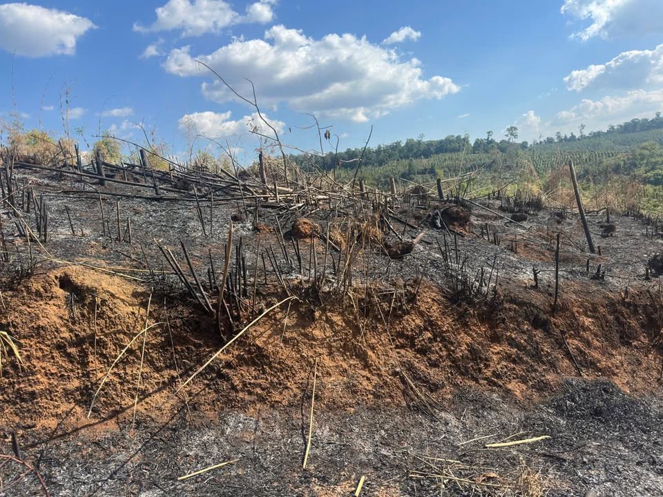 Đất Nền Đắk Song 60.000m² Giá 1.6 Tỷ - Tiềm Năng Đầu Tư Vượt Trội