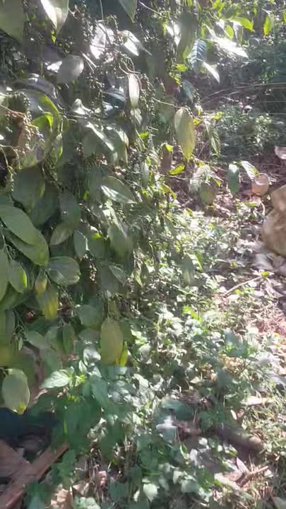 Đất Rẫy Xã Hải Yang, Đăk Đoa 15.000m² - Tiềm năng tăng giá vượt trội!