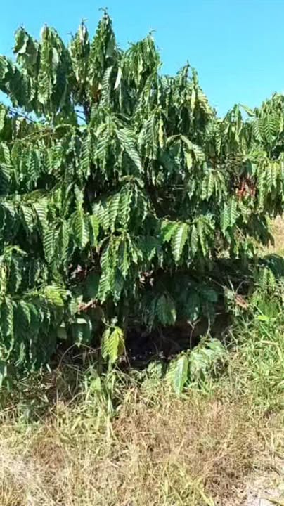 Đất vườn Đắk R'Măng 2ha giá 2.3 tỷ - Tiềm năng đầu tư dài hạn!