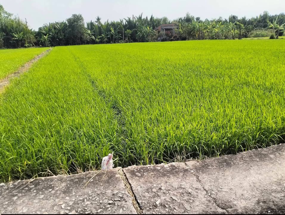 Đất nền Thủ Thừa Long An 2212m² - Sổ hồng chính chủ, tiềm năng lớn!