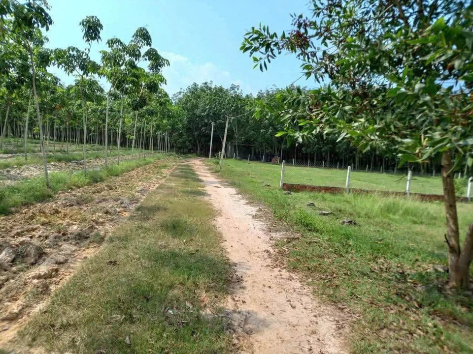 Bán Đất Vàng Xã Thành Long, Châu Thành (3237m²) - Sổ Riêng Từng Lô