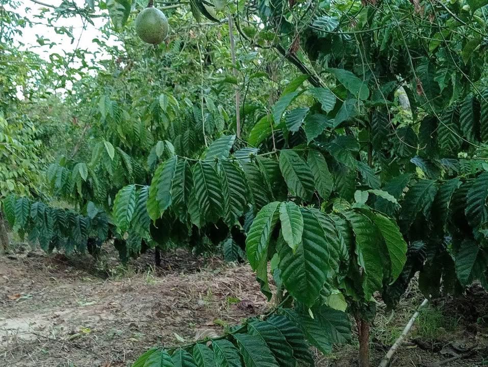 Đất vườn Ea Dăh, Krông Năng 16000m² - Cơ hội đầu tư dài hạn!