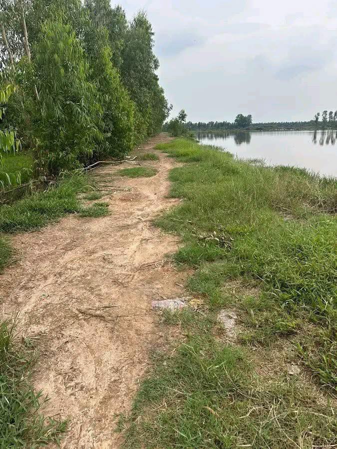 Đất Vườn Mỹ Thạnh Đông, Long An 3.5 mẫu - Sổ Hồng Rõ Ràng!