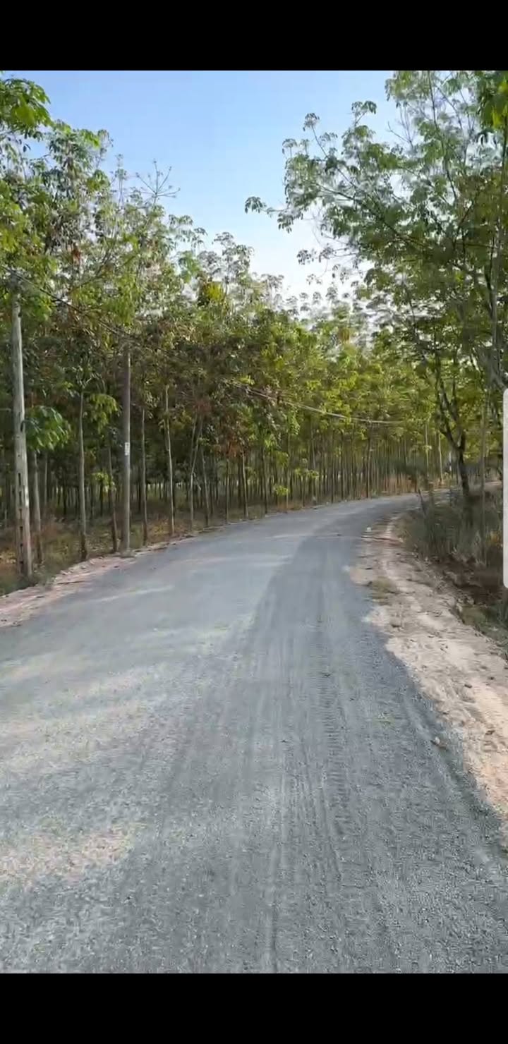 Bán Đất Vườn 16000m² Mặt Tiền 120m, Xã Tân Phong, Tân Biên - Tiềm Năng Sinh Lời Cao