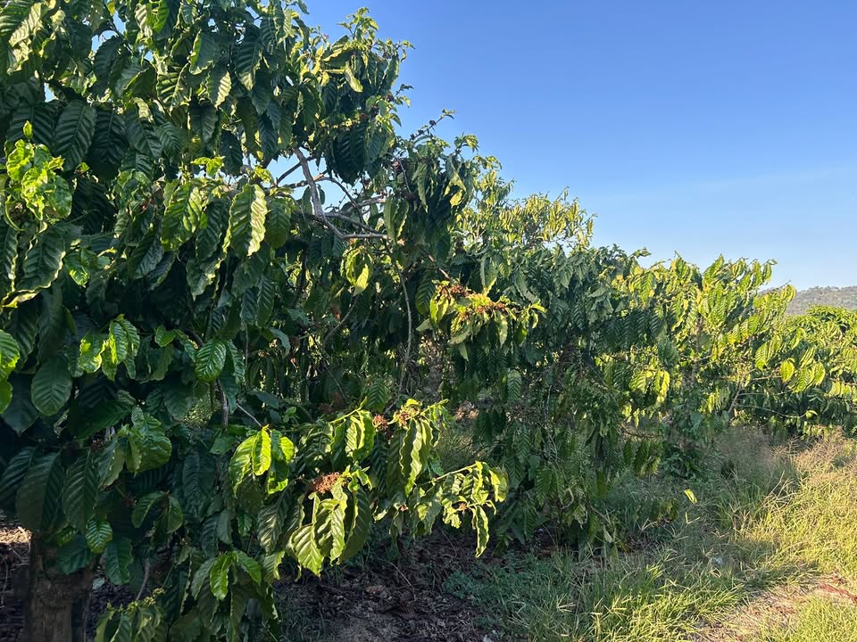 Đất nền Xã Quảng Phú Krông Nô 8000m² - Sổ đỏ chính chủ, giá tốt!