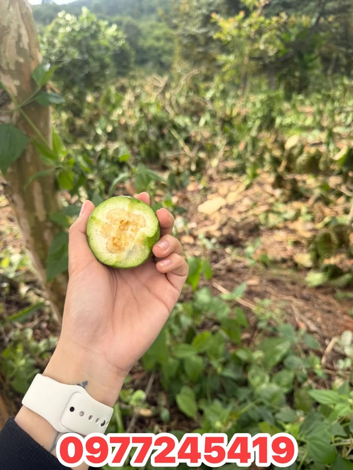 Đất nền Nam Đà, Krông Nô 228m² – Tiềm năng tăng giá vượt trội!