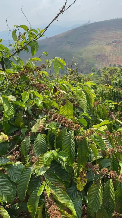 Bán 10.000m² đất mặt đường Nâm Nung, Đăk Nông - Giá 1.5 tỷ