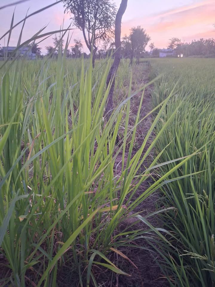 Bán Đất Tân Tây Gò Công Đông 2056m² - 470 Triệu - Sổ Hồng Sẵn