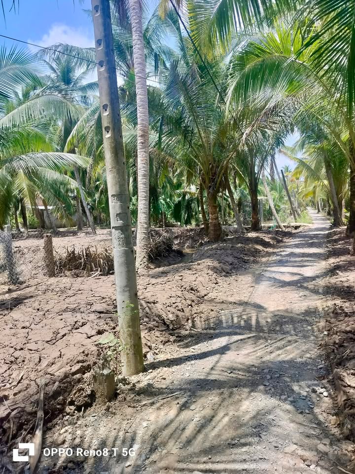 Đất Vườn Bến Tre 1968m² - 900 Triệu, Sổ Đỏ Sẵn Sàng