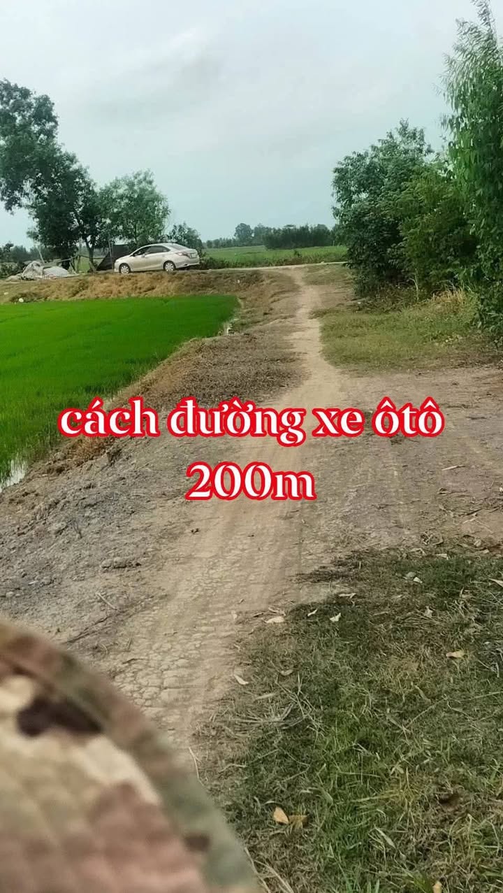 Bán Đất Ruộng 6000m² Mỹ Chánh, Trà Vinh - Giá Đầu Tư 115 Triệu