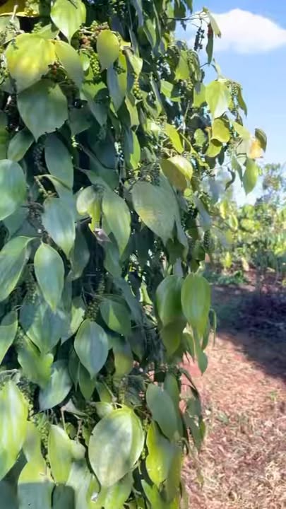 Bán Đất Ea Kiết Cư M'gar 7200m² - 1 Tỷ, Gần Chợ, Sẵn Sổ Đỏ