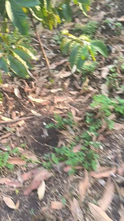 Đất Vườn Cư M'gar 5 Sào - Điện Nước Đầy Đủ, Sinh Thái Xanh