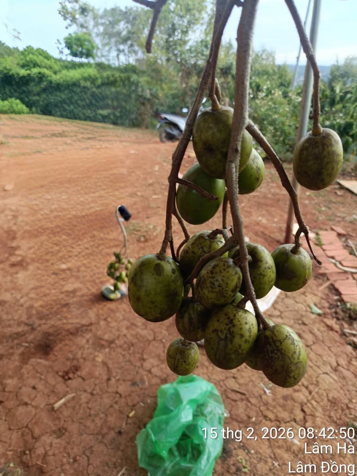 Đất Vườn Lâm Hà 1224m² Sổ Đỏ Sẵn Sàng - Đầu Tư Sinh Lời