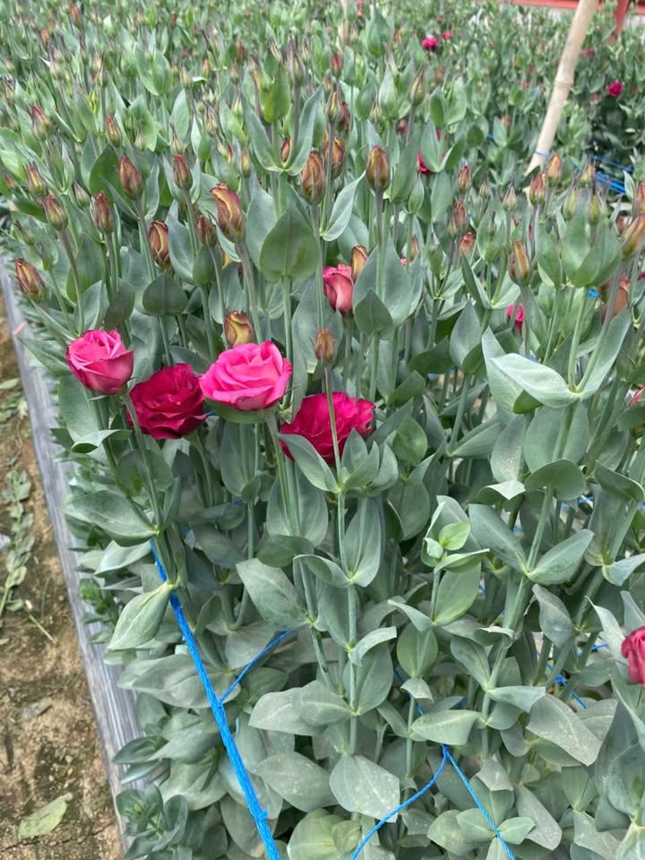 Bán đất 500m² mặt tiền đường COLOSO, Phường 8, TP. Sóc Trăng - 600 Triệu