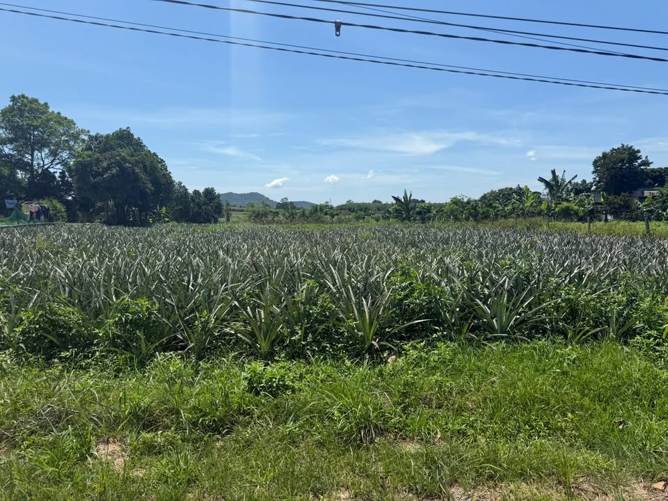 Đất nền Tân Thắng Quỳnh Lưu 200m² - Sổ đỏ chính chủ công chứng ngay