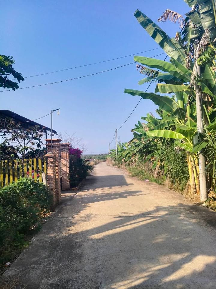 Đất Vàng Xuyên Mộc 900m² - Sổ Đỏ Vuông Vắn, Đường Xe Container