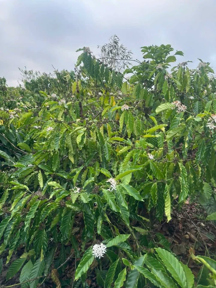 Lô rẫy Thị trấn Phước An, Krông Pắc 5300m² - Sổ đỏ chính chủ