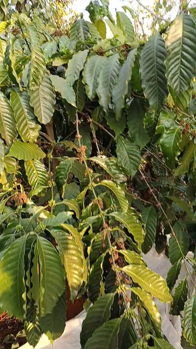 Bán đất Đắk R'Tíh Tuy Đức 3600m² giá 1.15 tỷ - Giá đầu tư tốt!