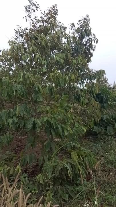 Bán đất Ea Dăh Krông Năng 3300m² giá 2.4 tỷ - Sổ đỏ chính chủ