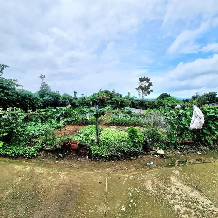 Đất nền Bảo Lâm 220m² - Sổ đỏ chính chủ, tiềm năng tăng giá!