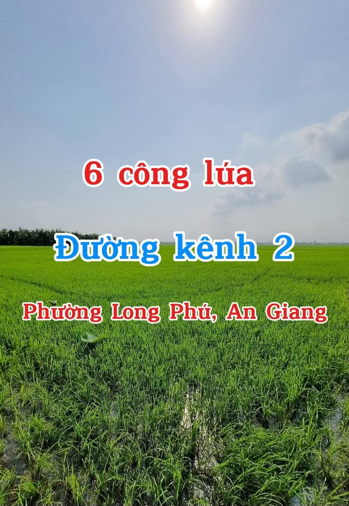 Đất Lúa Long Phú, Tân Châu 6025m² - Pháp Lý Rõ Ràng, Giá Tốt!