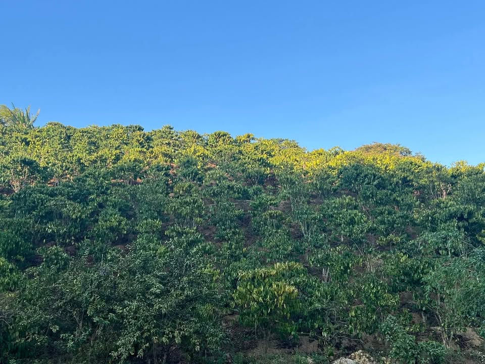 Bán Gấp 1080m² Đất Vườn Đạ Rsal, Đam Rông - Sổ Đỏ Riêng