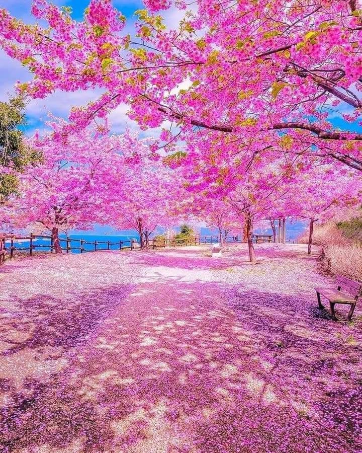 Đất nền Tây Xuân, Tây Sơn 125m² - Tiềm năng tăng giá vượt trội!