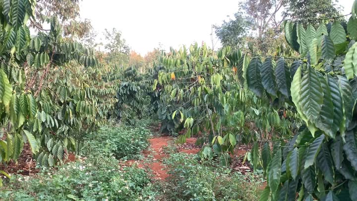 Đất vườn Đắk Song 25.000m² giá 5.25 tỷ - Đầu tư sinh lời bền vững!