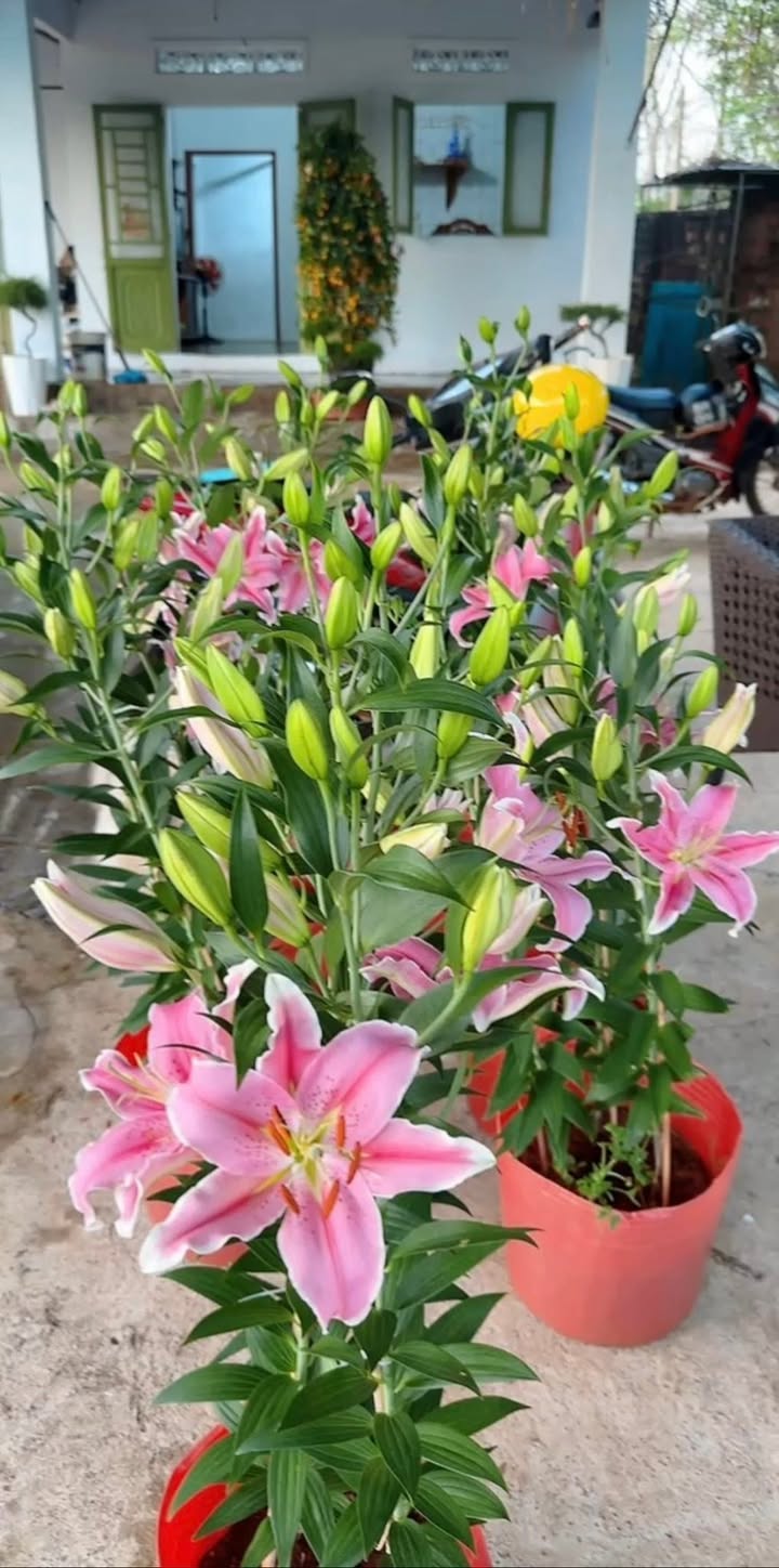 Bán đất Ia Pal Chư Sê 156m² giá 689 triệu - Sổ đỏ thổ cư 100%