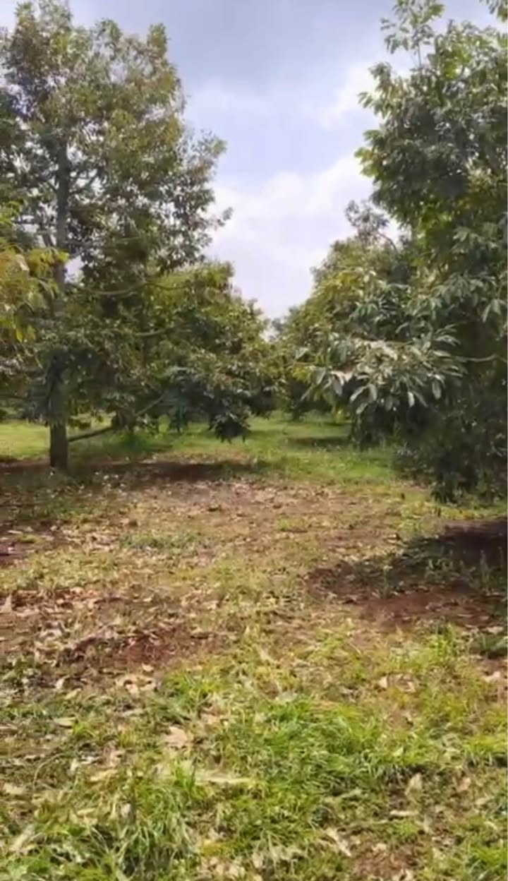 Đất Vườn 2.2ha Cư Pơng, Krông Búk - Đang Thu Hoạch Mạnh, Đầu Tư Sinh Lời!