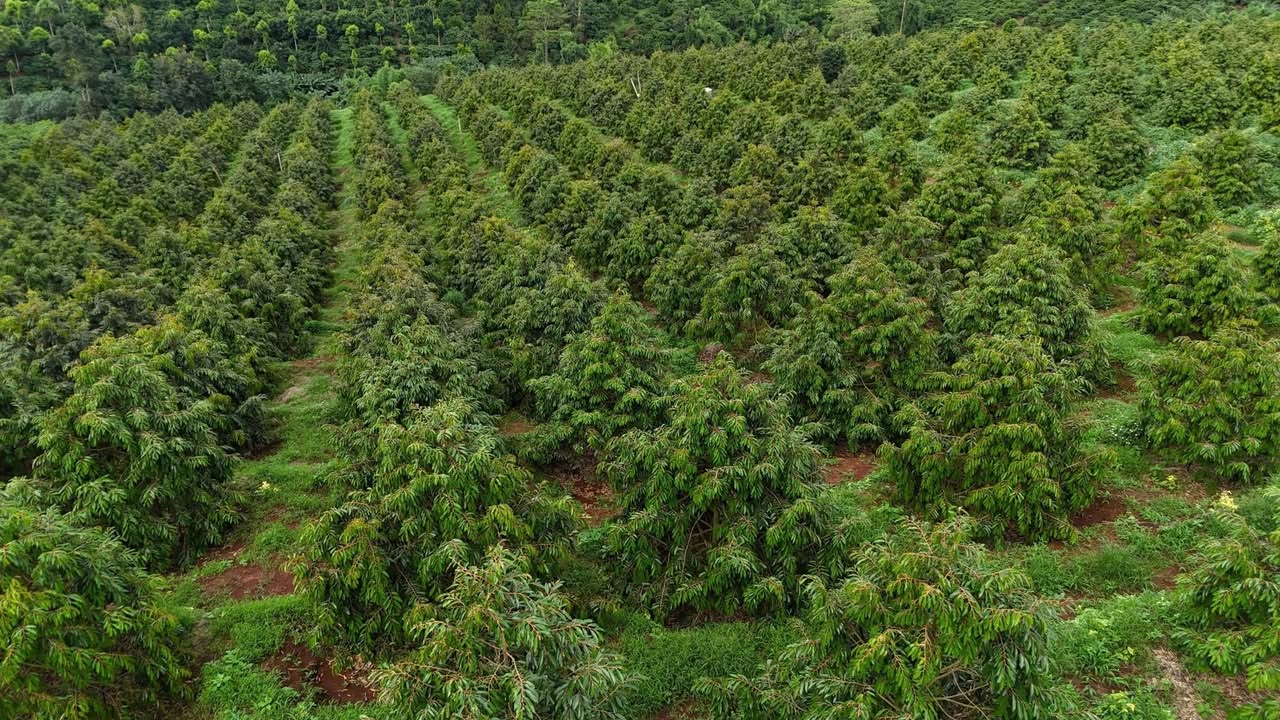 Bán Rẫy Sầu Riêng 5ha Đắk Lắk - Sổ Đỏ, Giá 18.5 Tỷ