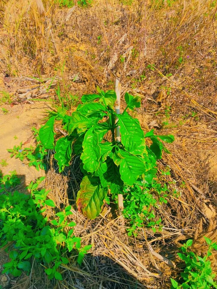 Bán Gấp Trang Trại 2.8 Ha Đắk Ruồng, Kon Tum - Sẵn Sàng Sản Xuất