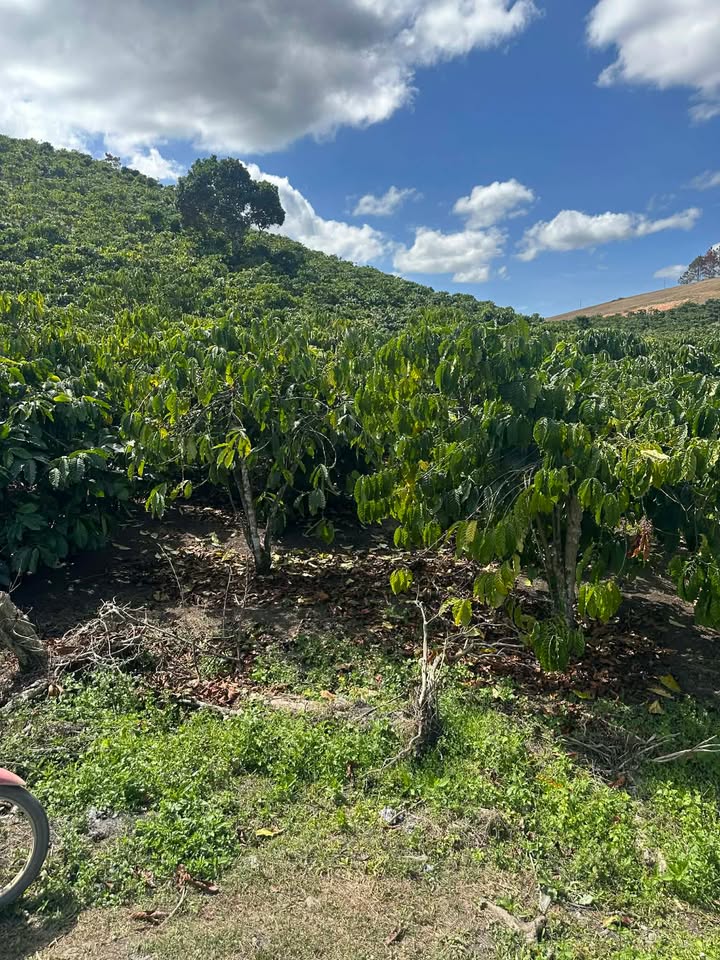 Đất nền Phi Liêng, Lâm Đồng 9000m² - Sổ đỏ chính chủ, giá 2.3 tỷ